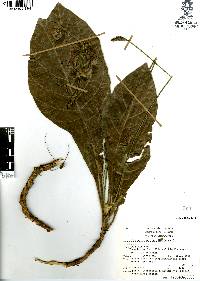 Elytraria macrophylla image