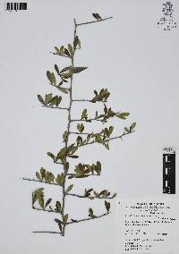 Phaulothamnus spinescens image