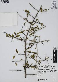 Phaulothamnus spinescens image