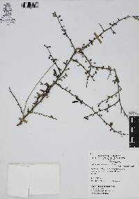 Phaulothamnus spinescens image