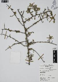 Phaulothamnus spinescens image