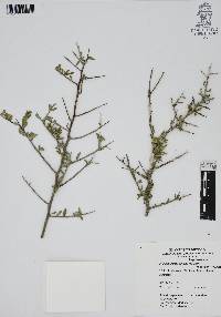 Phaulothamnus spinescens image