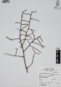 Phaulothamnus spinescens image