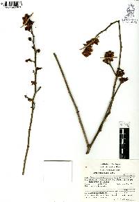 Rhus trilobata image