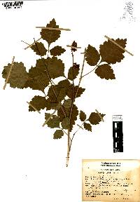 Rhus trilobata image