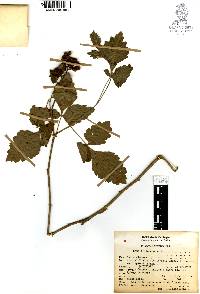 Rhus trilobata image