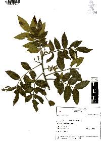 Rhus virens image