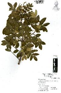 Rhus virens image