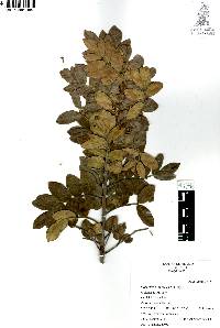 Rhus virens image