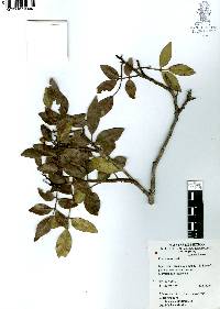 Rhus virens image