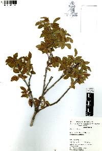 Rhus virens image