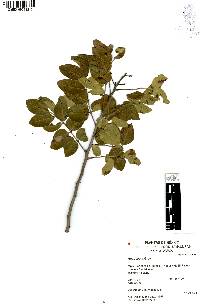 Rhus virens image