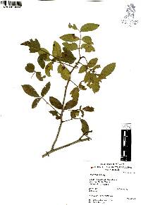 Rhus virens image