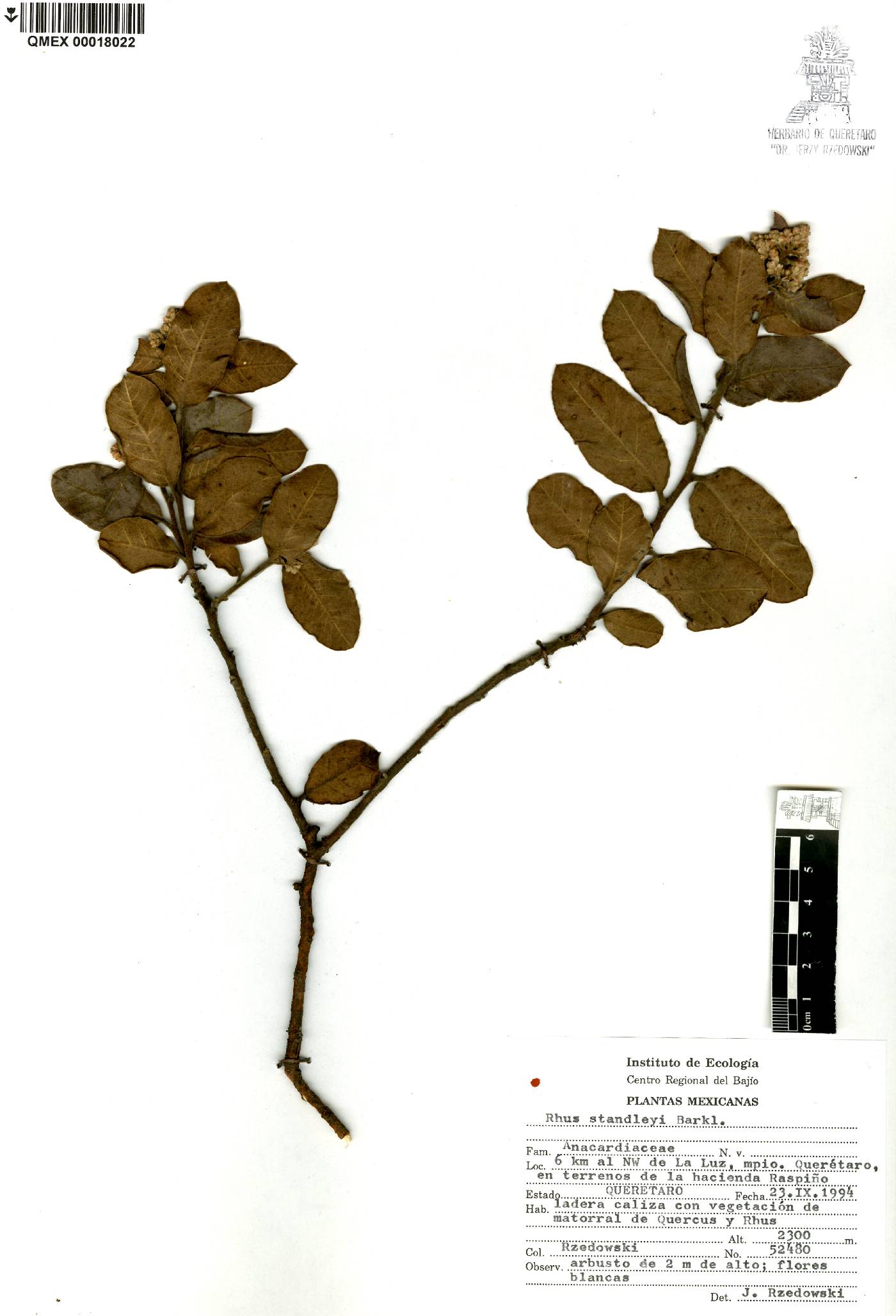 Rhus standleyi image