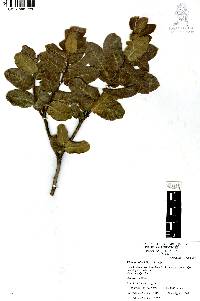 Rhus standleyi image