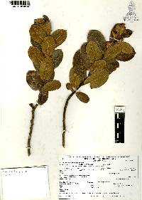 Rhus standleyi image