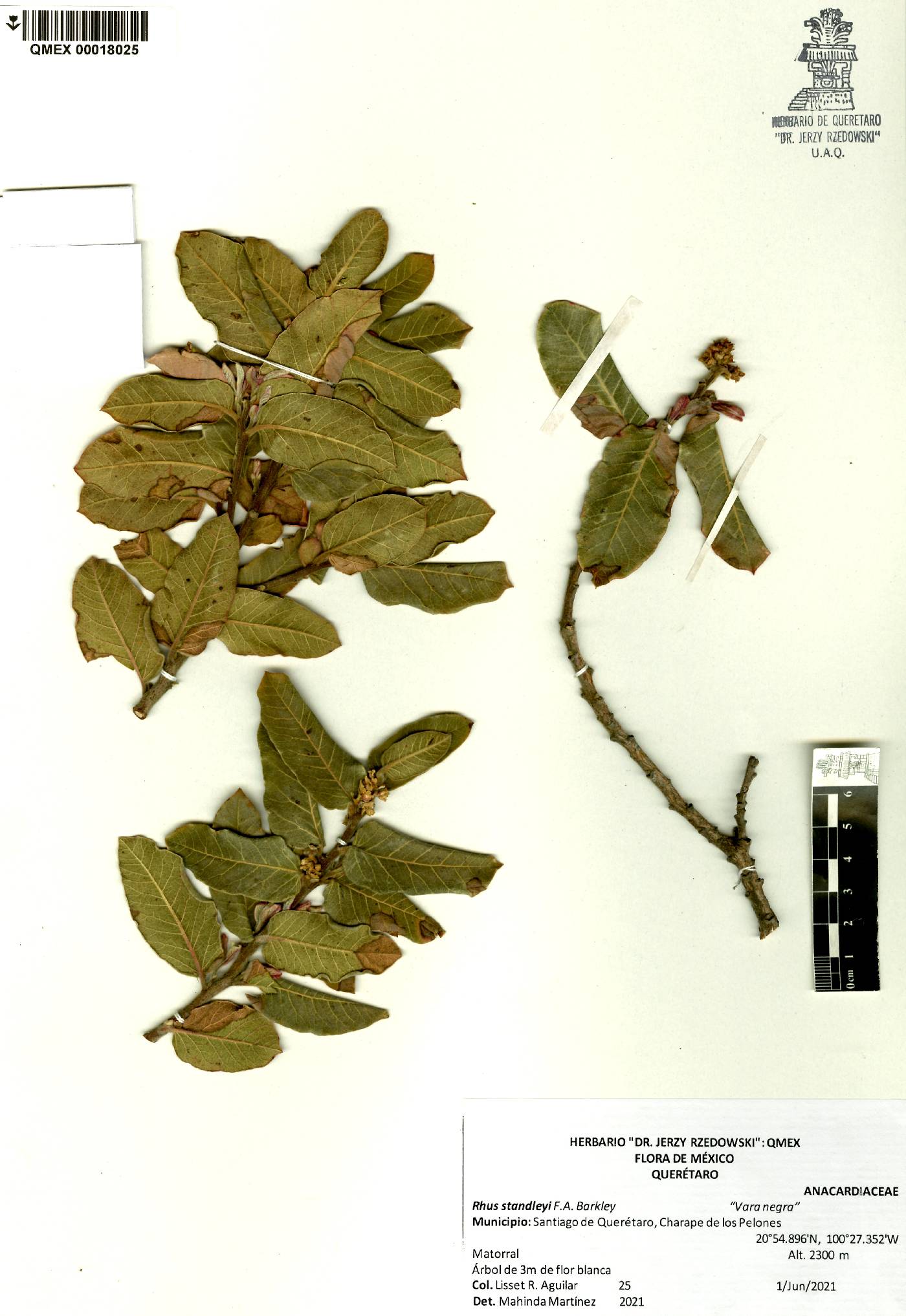 Rhus standleyi image