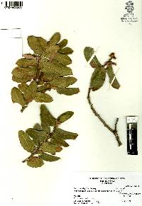 Rhus standleyi image