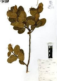 Rhus standleyi image