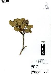 Rhus standleyi image