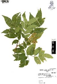 Rhus standleyi image