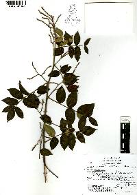 Rhus terebinthifolia image