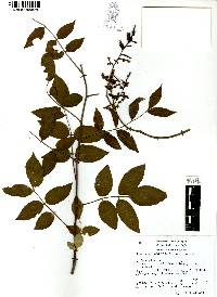 Rhus terebinthifolia image