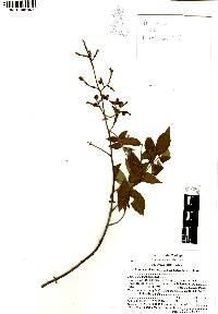 Rhus terebinthifolia image