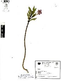 Ruellia simplex image