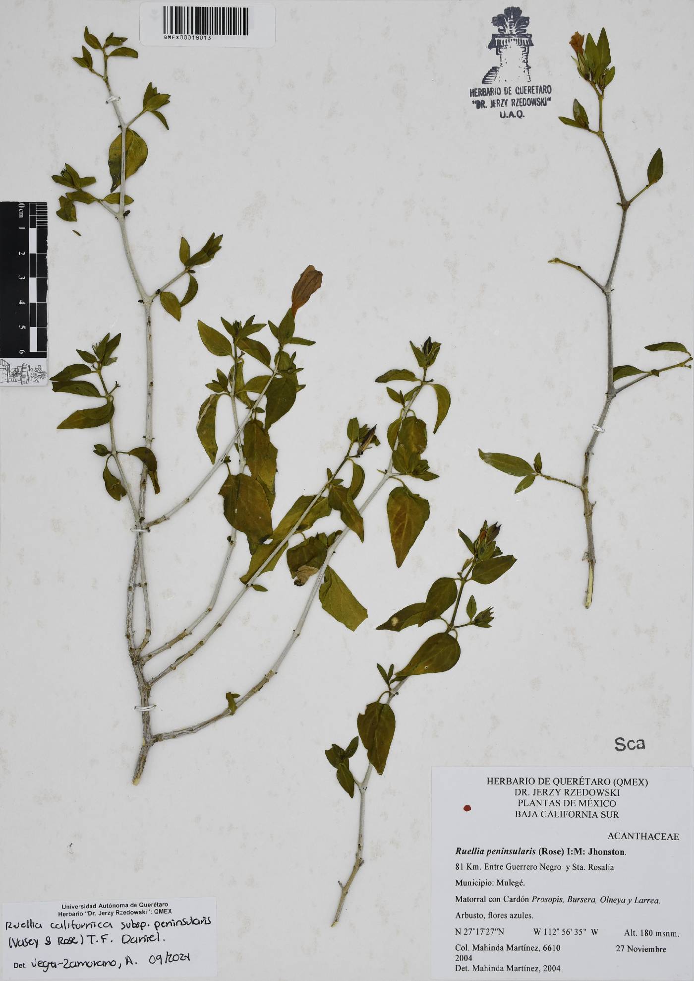 Ruellia californica subsp. peninsularis image