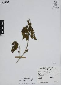 Ruellia ciliatiflora image