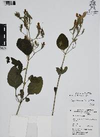 Ruellia ciliatiflora image