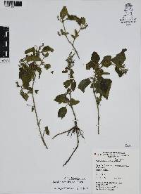 Ruellia ciliatiflora image