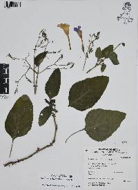 Ruellia ciliatiflora image