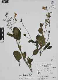 Ruellia ciliatiflora image