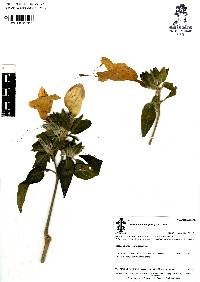 Ruellia petiolaris image