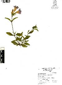Ruellia spissa image
