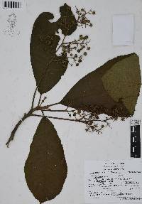 Saurauia scabrida image