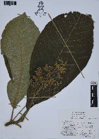 Saurauia scabrida image