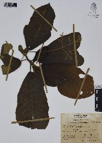 Saurauia scabrida image