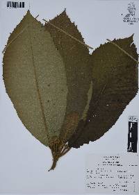 Saurauia scabrida image