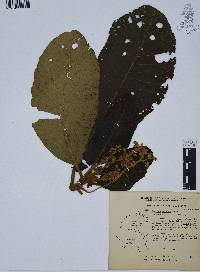 Saurauia scabrida image