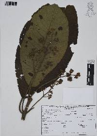 Saurauia scabrida image