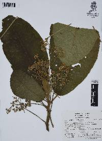 Saurauia scabrida image