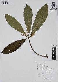 Saurauia serrata image