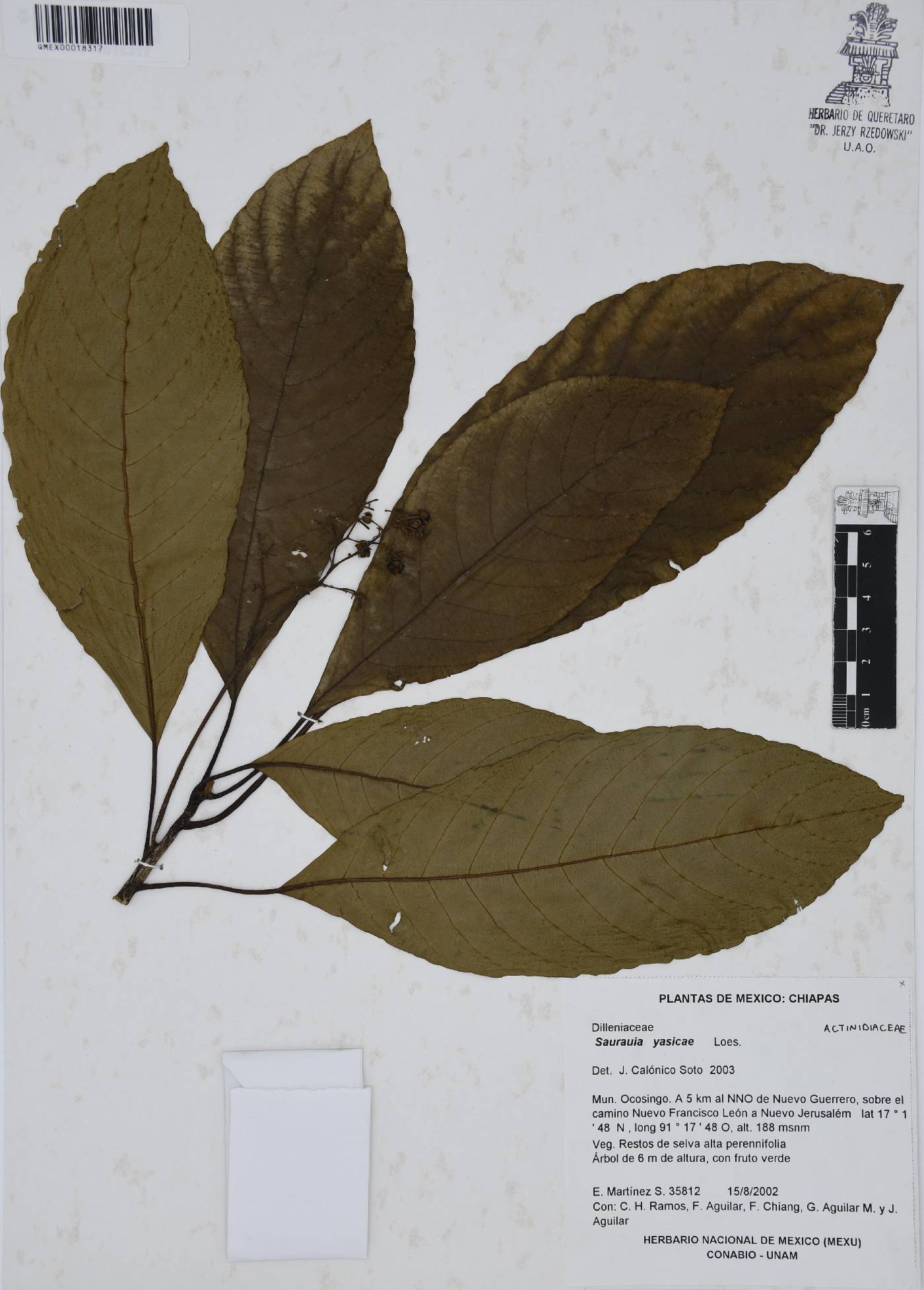 Saurauia yasicae image