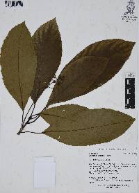 Saurauia yasicae image