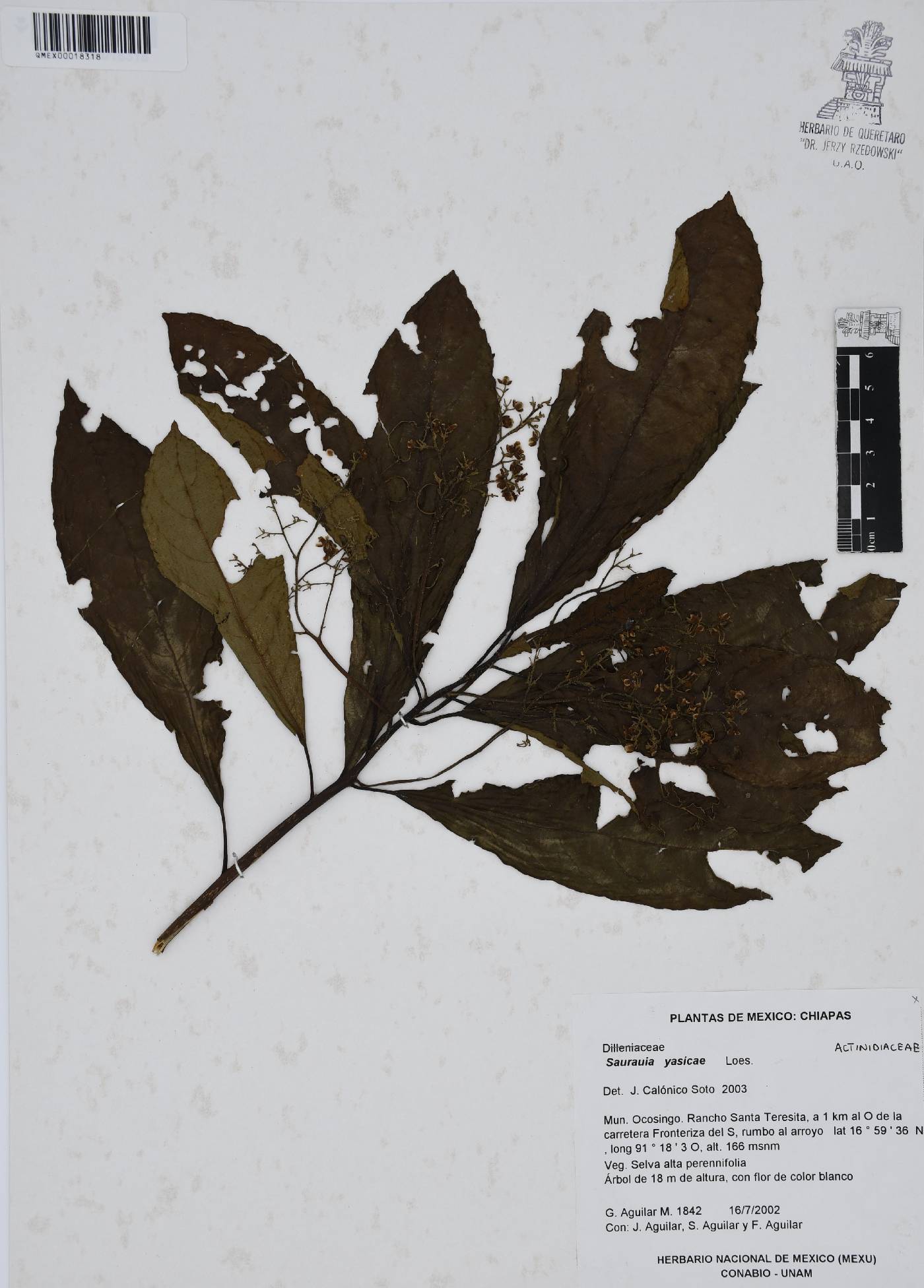 Saurauia yasicae image