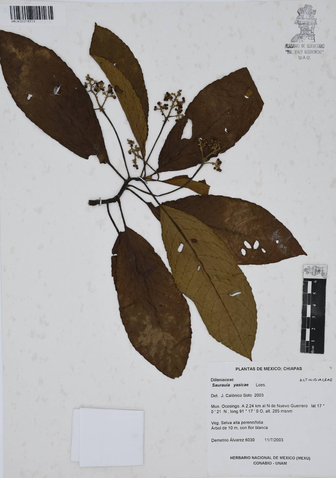 Saurauia yasicae image