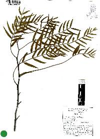 Schinus molle image